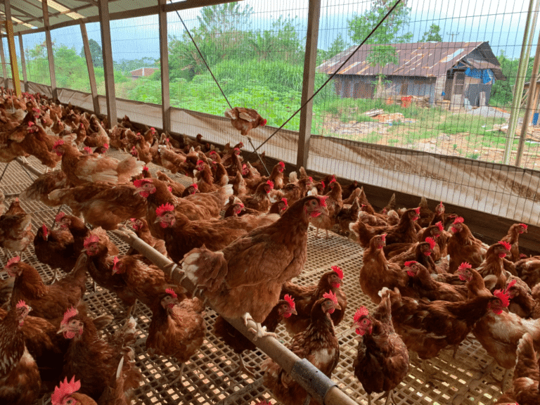 Inti-Prima-farm-compressed