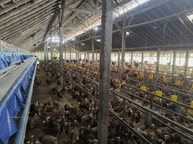 WhatsApp Image 2025-02-17 at 09.43.03