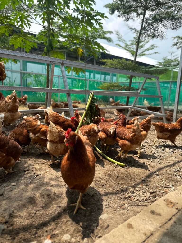 WhatsApp Image 2025-08-06 at 11.20.10