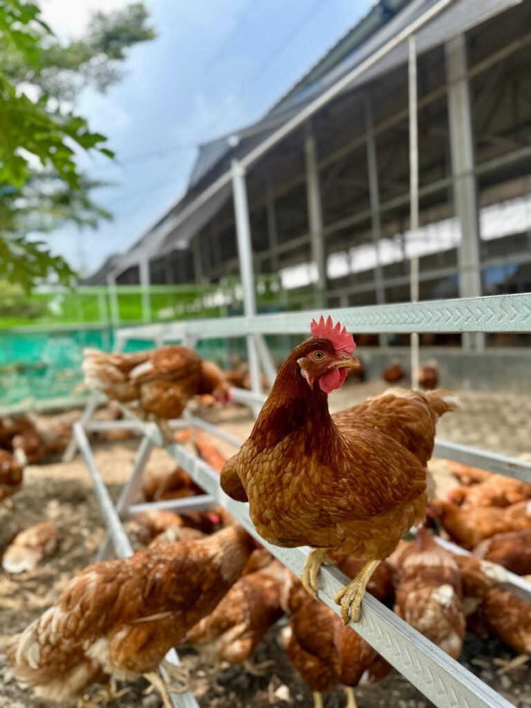 WhatsApp Image 2025-08-06 at 11.20.11