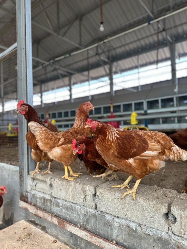 WhatsApp Image 2025-08-06 at 11.20.13