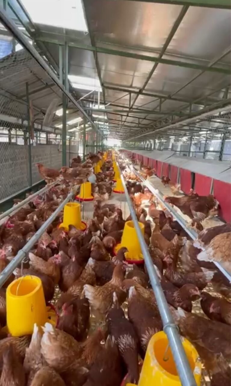 WhatsApp Image 2025-08-06 at 15.37.43