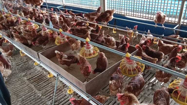 WhatsApp Image 2025-08-06 at 15.39.40