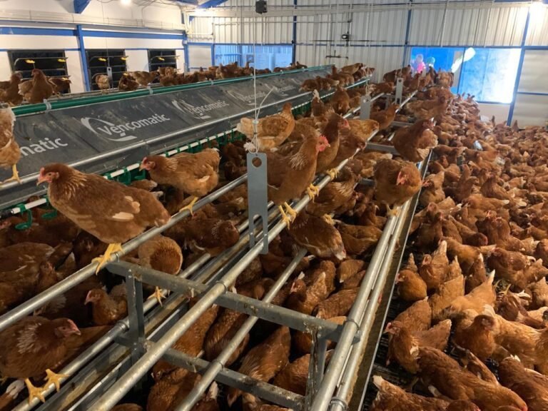 WhatsApp Image 2025-08-06 at 15.55.06