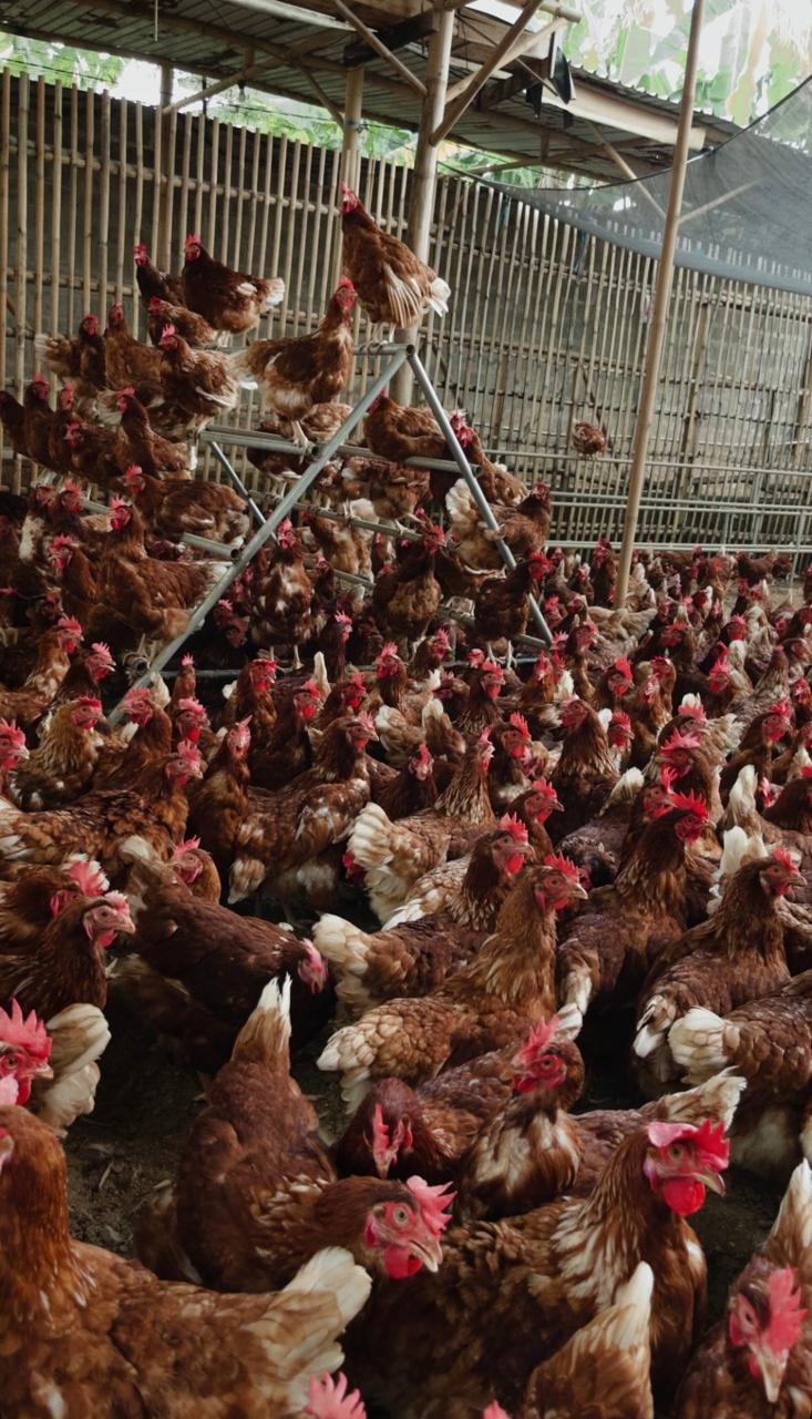 WhatsApp Image 2025-08-11 at 11.31.22 (1)