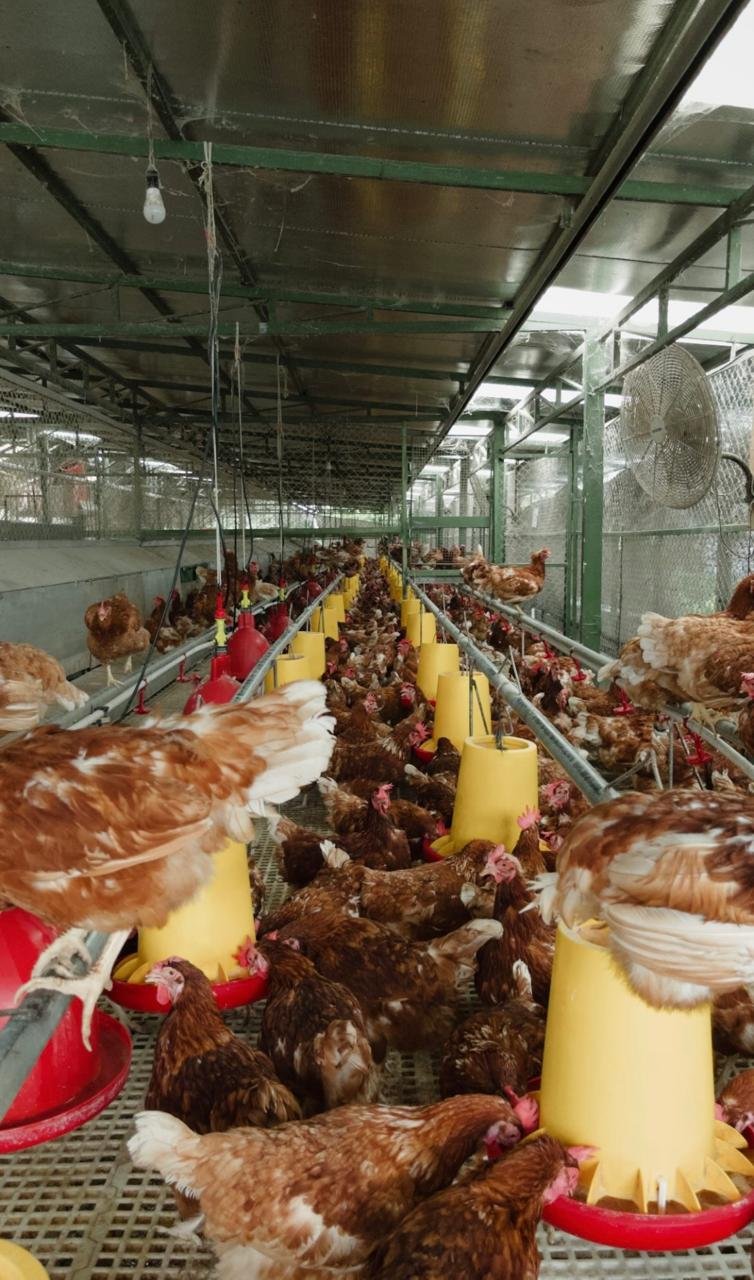 WhatsApp Image 2025-08-11 at 11.31.22