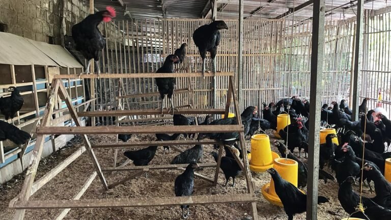 WhatsApp Image 2025-12-01 at 09.31.01 (1)