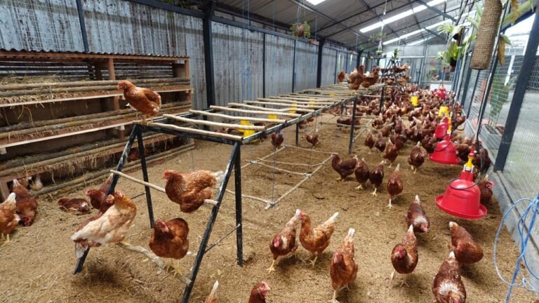 WhatsApp Image 2025-12-17 at 14.47.49