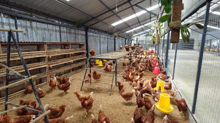 WhatsApp Image 2025-12-17 at 14.47.50