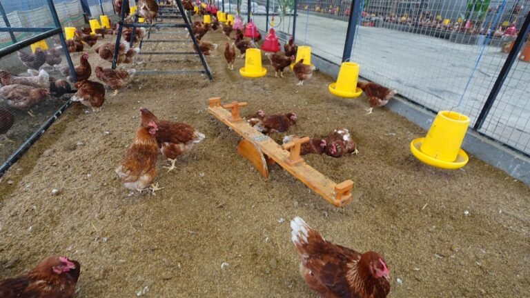 WhatsApp Image 2025-12-17 at 14.47.52 (1)