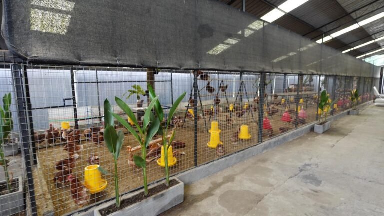 WhatsApp Image 2025-12-17 at 14.47.53