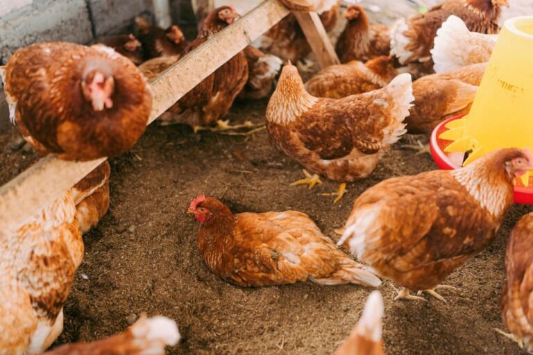 WhatsApp Image 2026-01-10 at 21.01.04 (2)