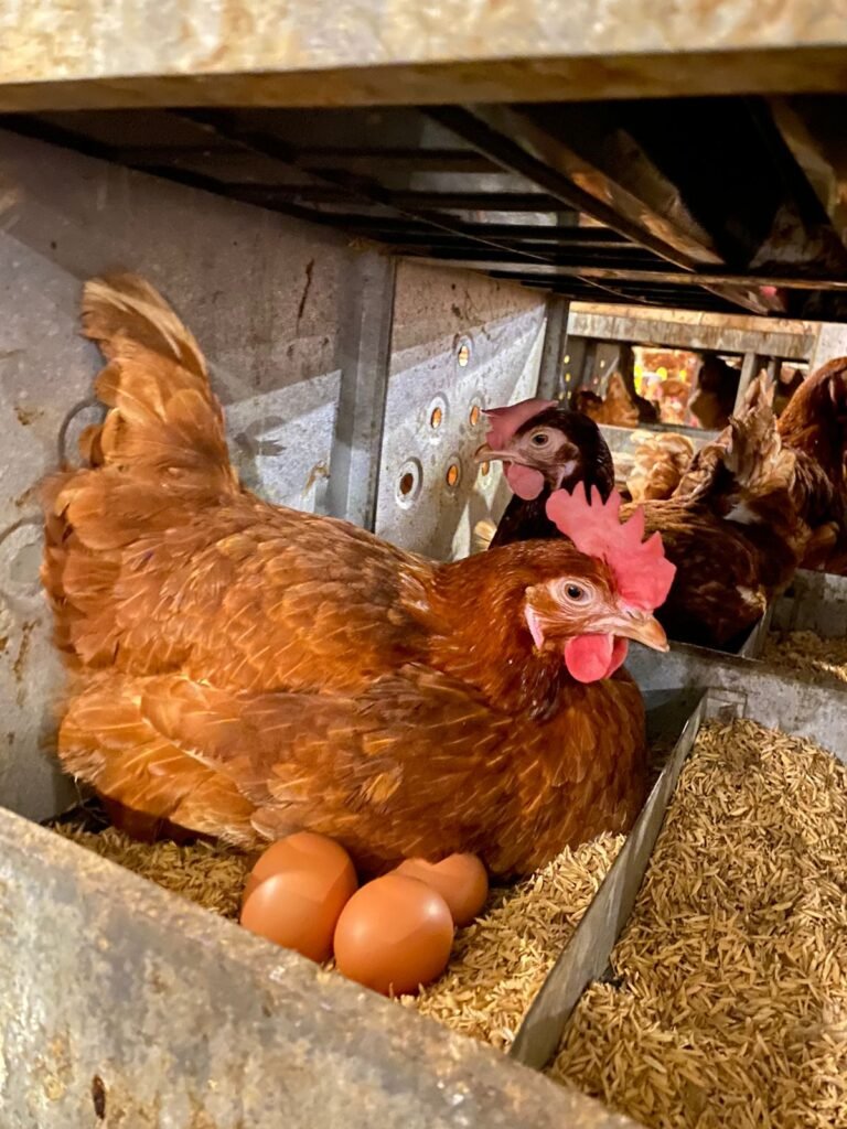 WhatsApp Image 2026-02-02 at 09.19.05