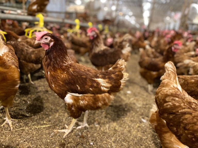 WhatsApp Image 2026-02-02 at 09.19.11