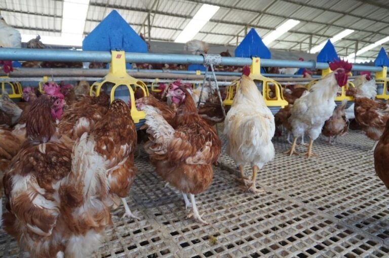 kandang-ayam-omega-3-ipss-1024x679