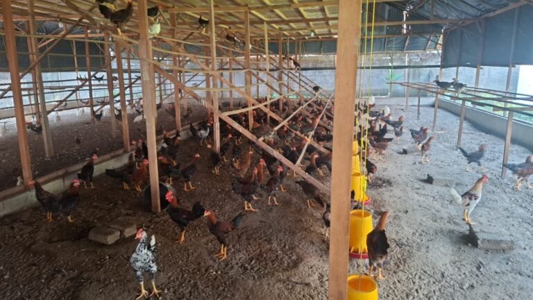 WhatsApp Image 2025-08-19 at 08.48.00