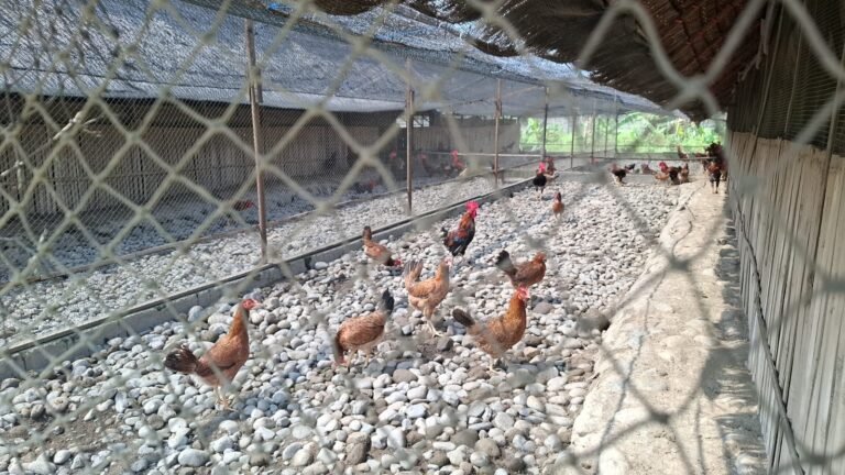 WhatsApp Image 2025-08-19 at 10.11.58