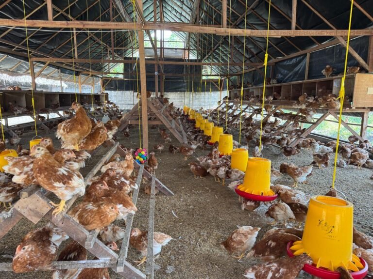 WhatsApp Image 2026-01-20 at 14.04.12 (2)