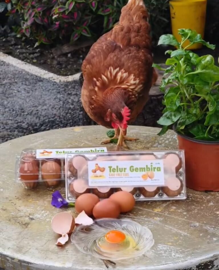 WhatsApp Image 2026-01-28 at 13.36.01