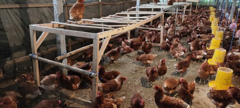 WhatsApp Image 2026-01-29 at 19.30.17