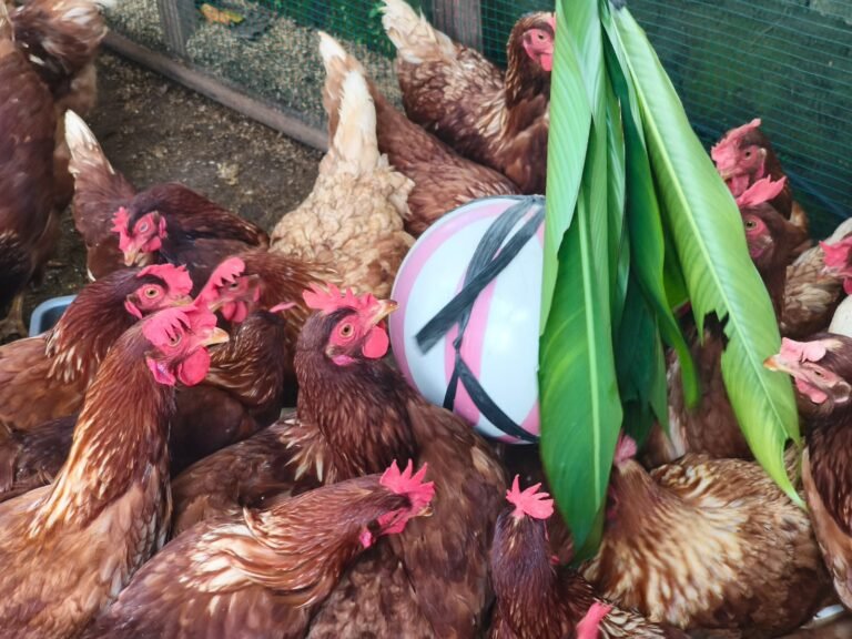 WhatsApp Image 2026-01-30 at 08.30.38 (1)