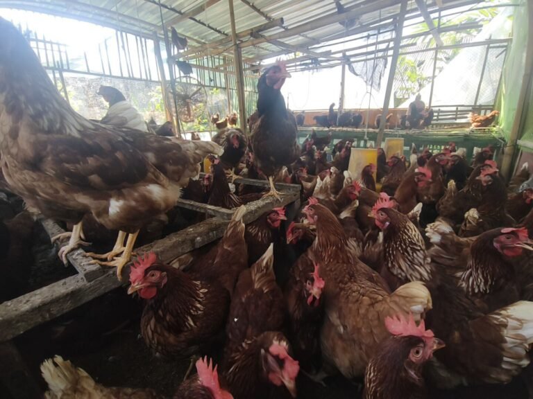 WhatsApp Image 2026-01-30 at 08.30.39 (1)