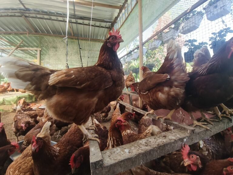 WhatsApp Image 2026-01-30 at 08.30.39