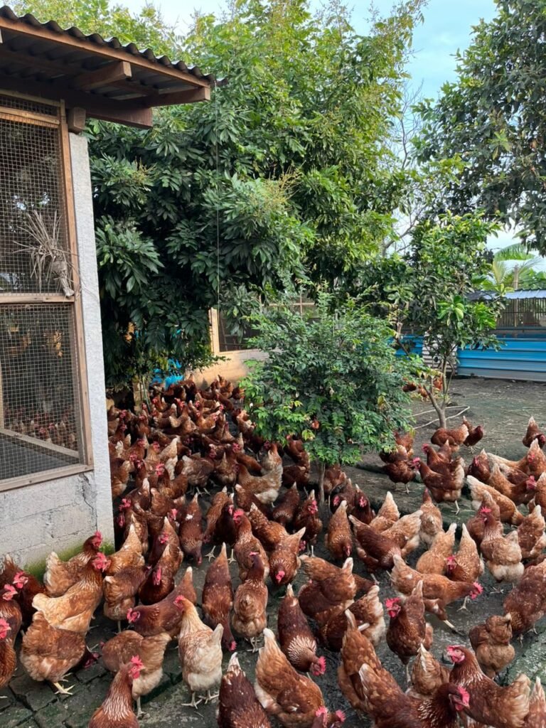 WhatsApp Image 2025-11-25 at 12.33.11 (1)