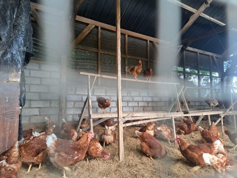 WhatsApp Image 2025-10-20 at 10.46.06