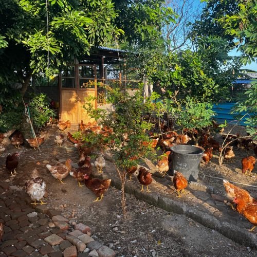 Chicken 1