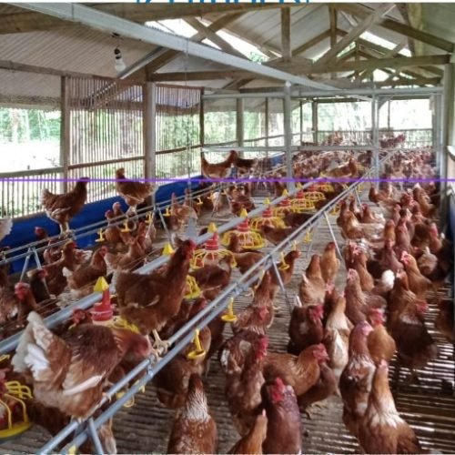 WhatsApp Image 2025-08-06 at 15.41.05