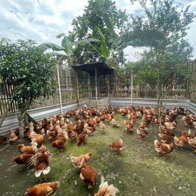 WhatsApp Image 2025-11-10 at 13.18.55