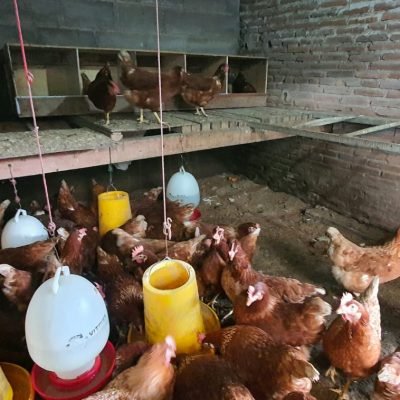 WhatsApp Image 2026-01-08 at 09.05.50 (1)